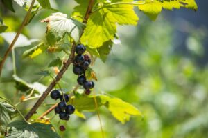 Vitamine C Santé Acupuncture Haute-Savoie Médecine chinoise Fillière La Roche sur Foron Annecy Cruseilles